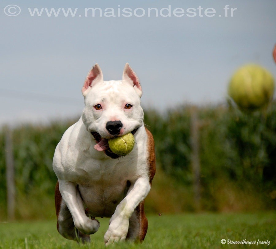 Top model De la Maison d'Este