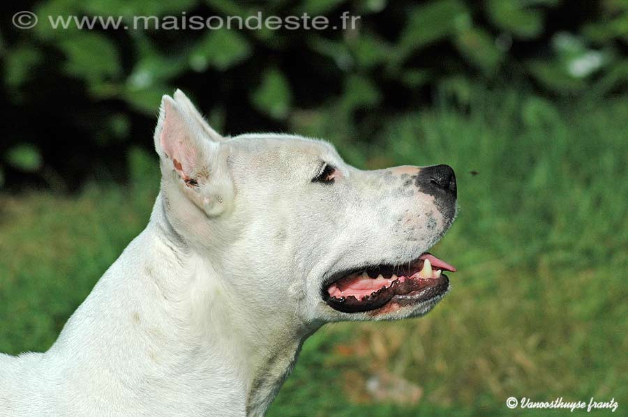 Spirit white De la Maison d'Este