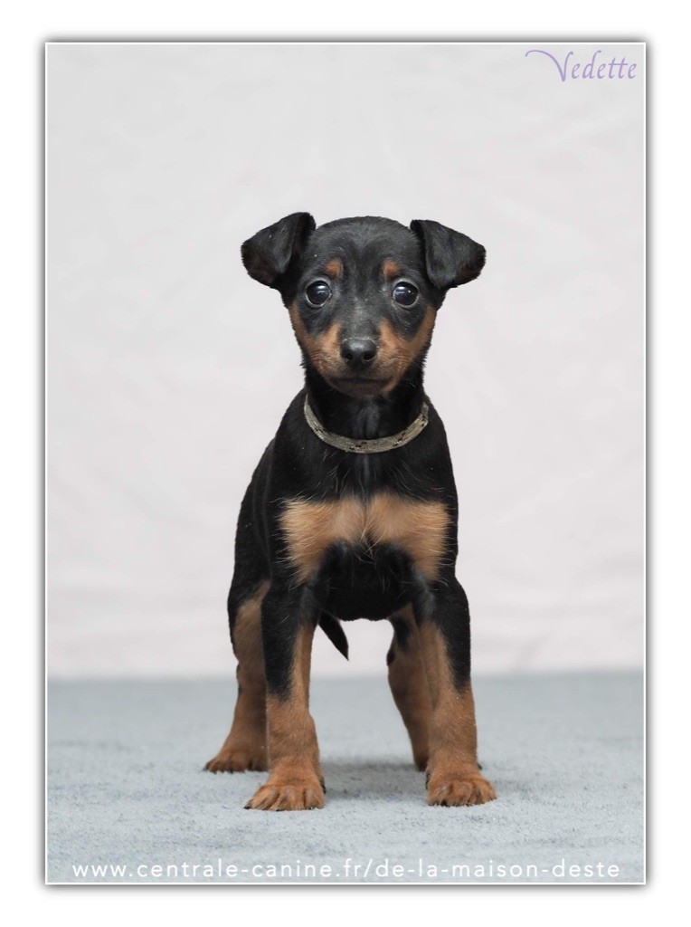 De la Maison d'Este - Chiot disponible  - Pinscher nain