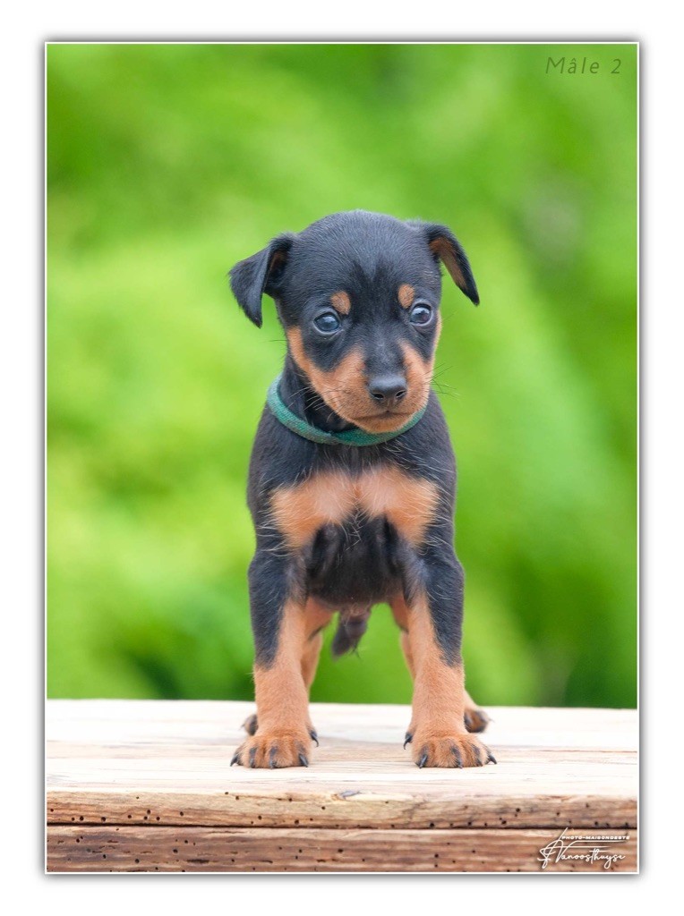 De la Maison d'Este - Chiot disponible  - Pinscher nain