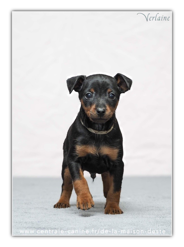 De la Maison d'Este - Chiot disponible  - Pinscher nain