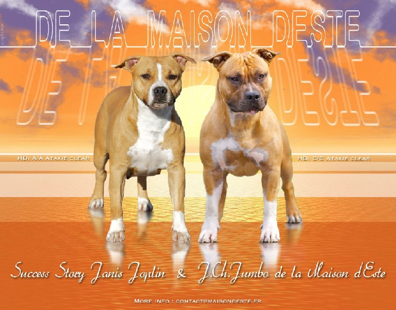 De la Maison d'Este - American Staffordshire Terrier - Portée née le 10/07/2016