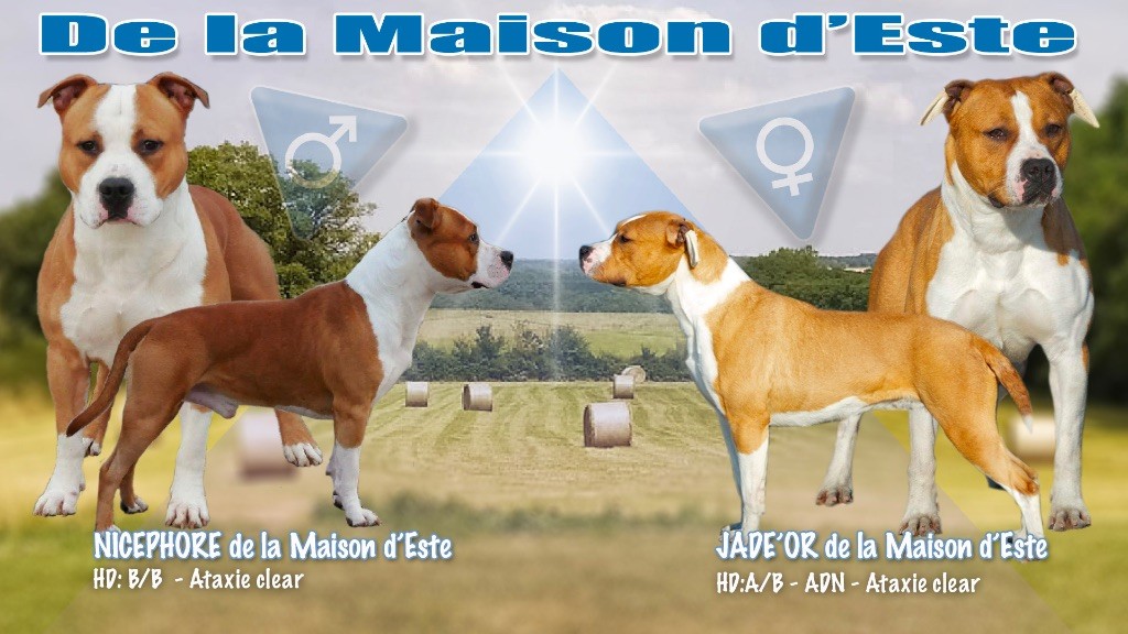 chiot American Staffordshire Terrier De la Maison d'Este