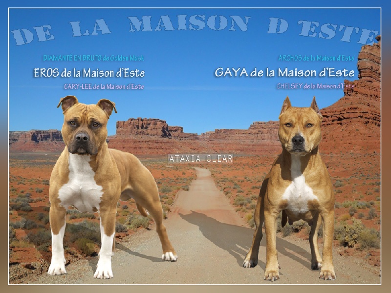 De la Maison d'Este - American Staffordshire Terrier - Portée née le 25/10/2013