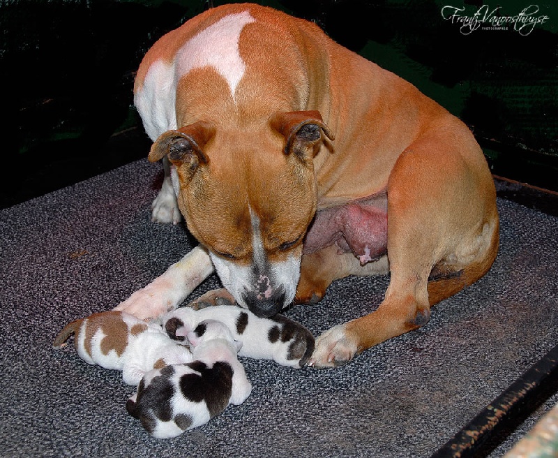 De la Maison d'Este - American Staffordshire Terrier - Portée née le 20/09/2013