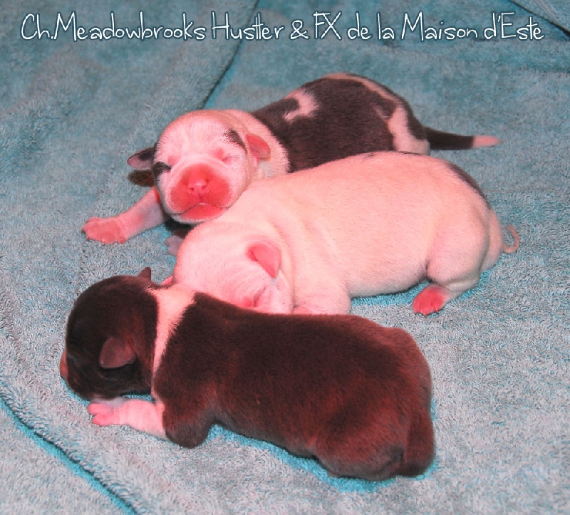 De la Maison d'Este - American Staffordshire Terrier - Portée née le 30/10/2012