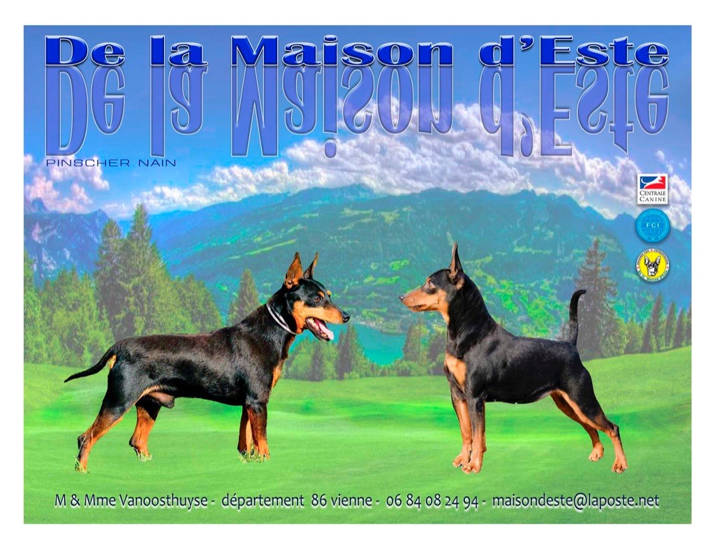 chiot Pinscher nain De la Maison d'Este