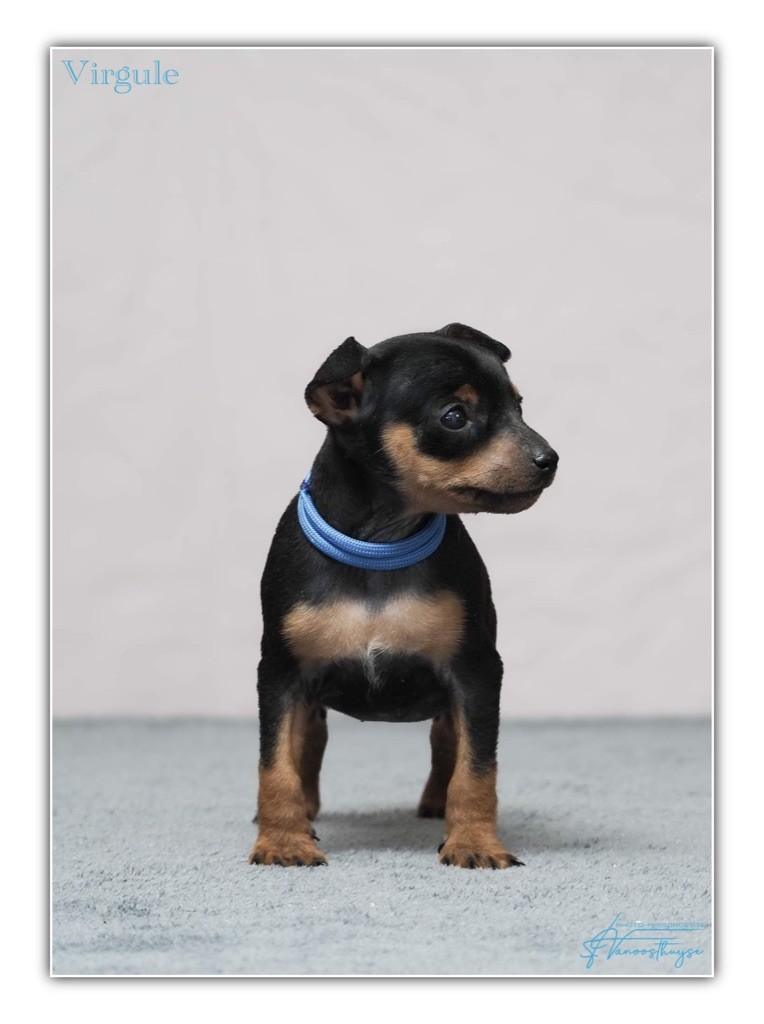 De la Maison d'Este - Chiot disponible  - Pinscher nain