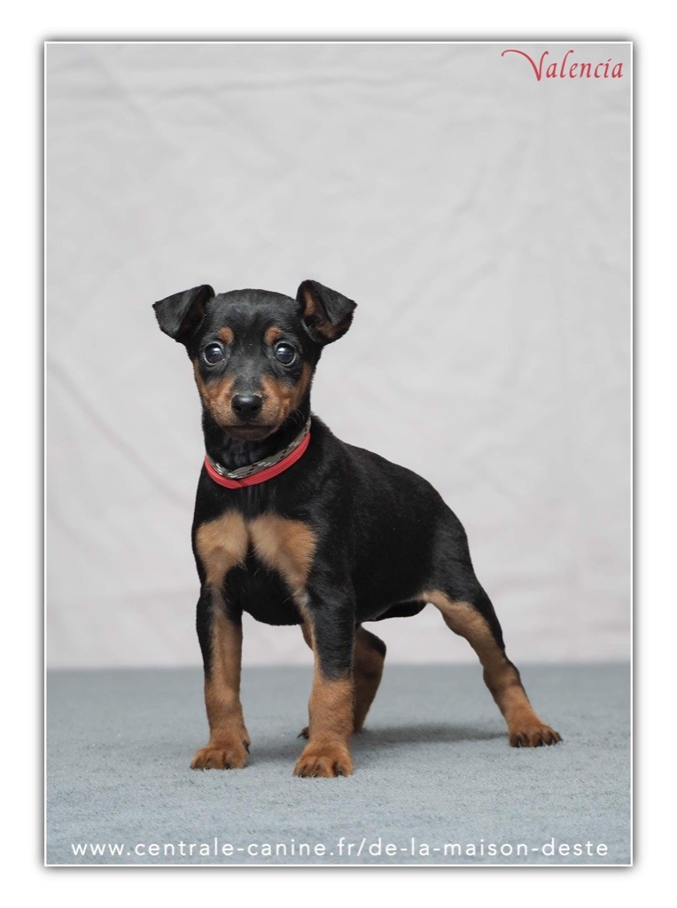 De la Maison d'Este - Chiot disponible  - Pinscher nain