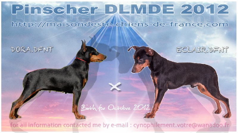 De la Maison d'Este - Pinscher nain - Portée née le 16/10/2012