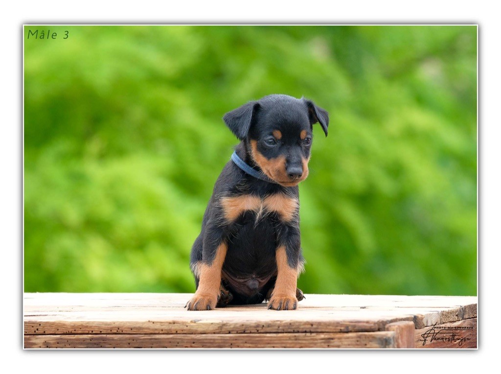 De la Maison d'Este - Chiot disponible  - Pinscher nain