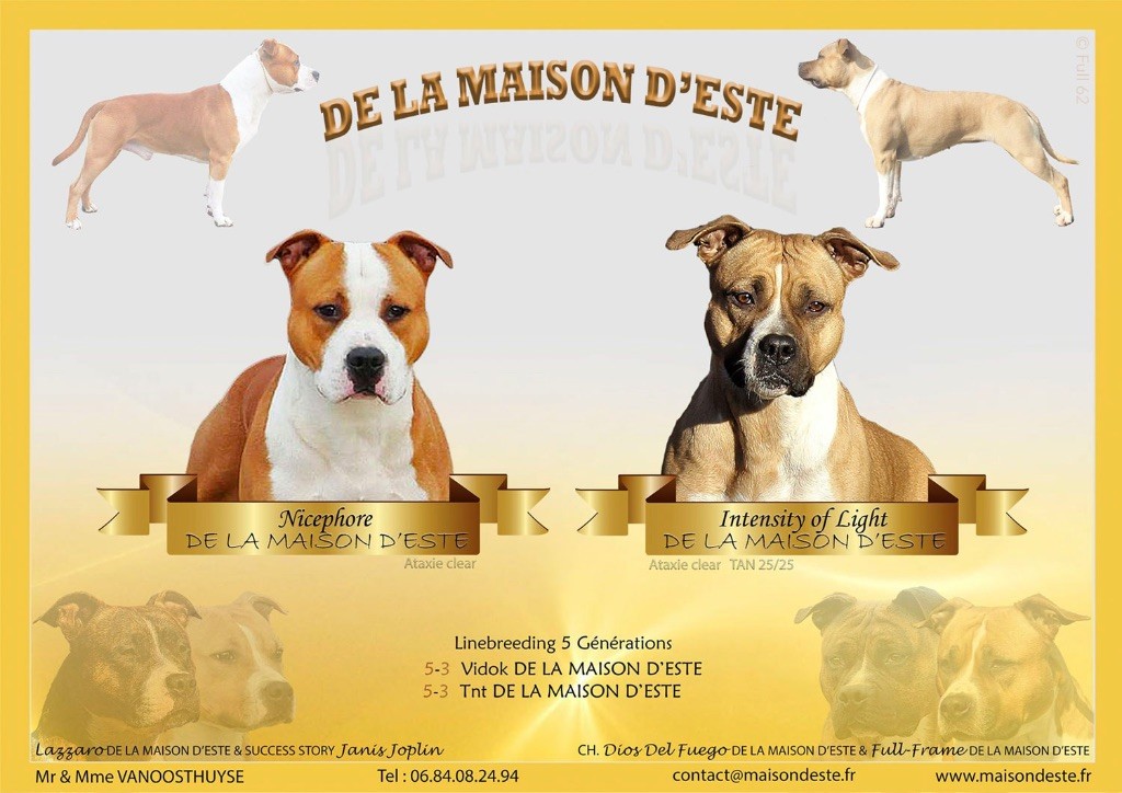 De la Maison d'Este - American Staffordshire Terrier - Portée née le 27/03/2019