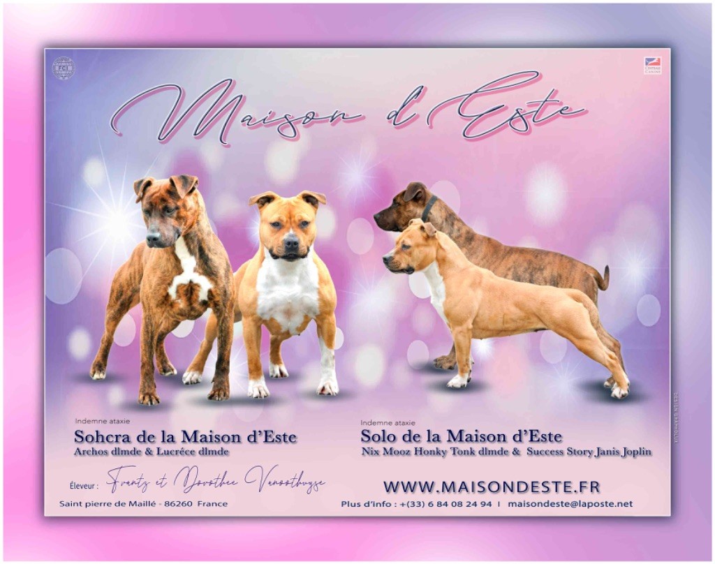 chiot American Staffordshire Terrier De la Maison d'Este