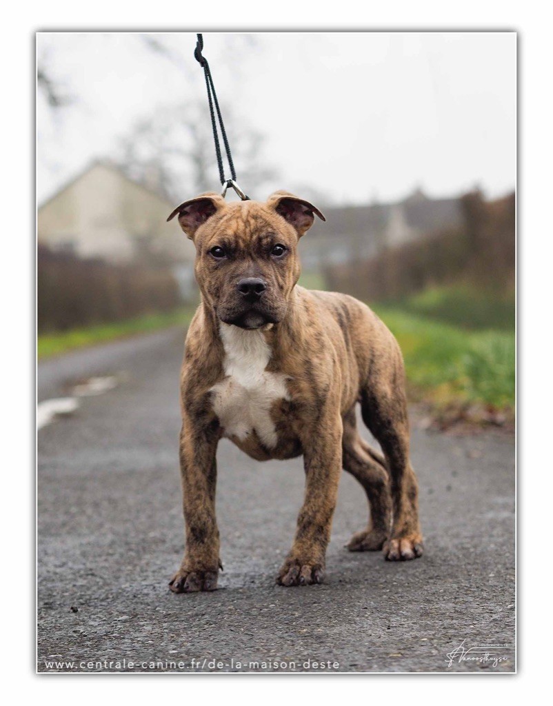 De la Maison d'Este - Chiot disponible  - American Staffordshire Terrier