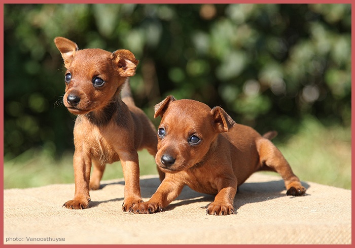 De la Maison d'Este - Pinscher nain - Portée née le 29/08/2011