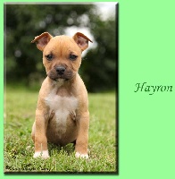 Hayron