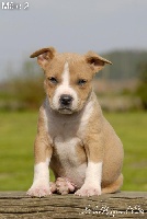 De la Maison d'Este - American Staffordshire Terrier - Portée née le 09/03/2013