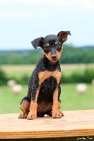 De la Maison d'Este - Pinscher nain - Portée née le 22/04/2021