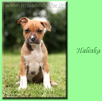 Halinka