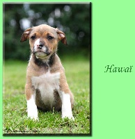 Hawaï