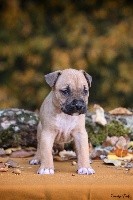 De la Maison d'Este - American Staffordshire Terrier - Portée née le 29/09/2017
