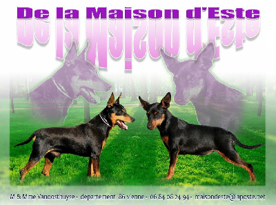 De la Maison d'Este - Pinscher nain - Portée née le 19/06/2023