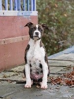 De la Maison d'Este - American Staffordshire Terrier - Portée née le 17/08/2018