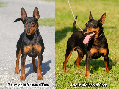 De la Maison d'Este - Pinscher nain - Portée née le 05/10/2022