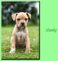 Hanke