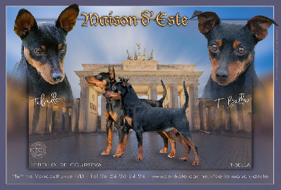 De la Maison d'Este - Pinscher nain - Portée née le 30/11/2024