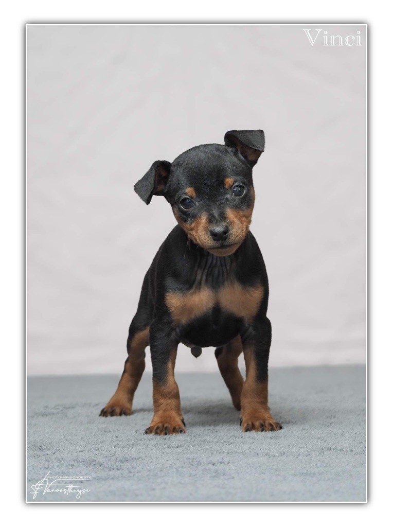 De la Maison d'Este - Chiot disponible  - Pinscher nain