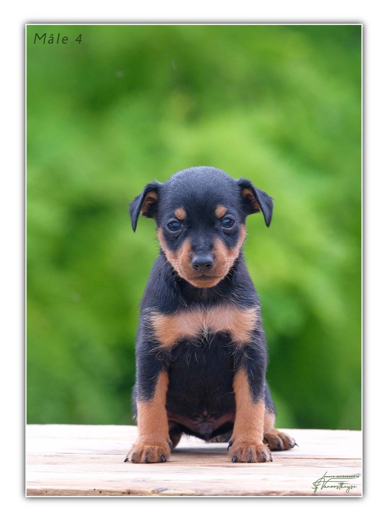 De la Maison d'Este - Chiot disponible  - Pinscher nain