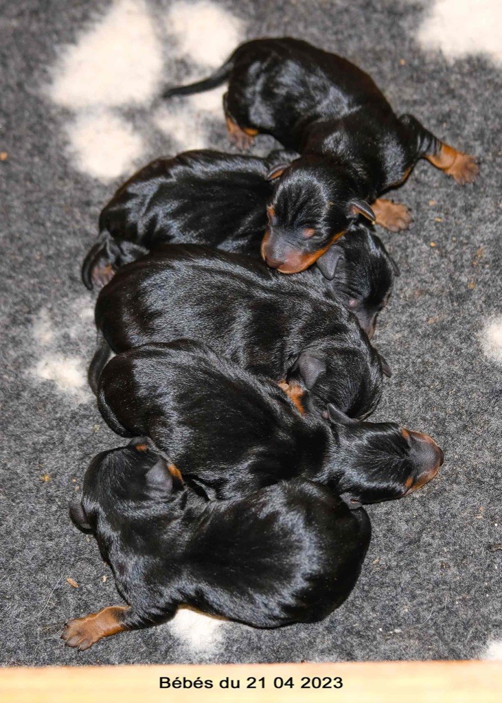 chiot Pinscher nain De la Maison d'Este