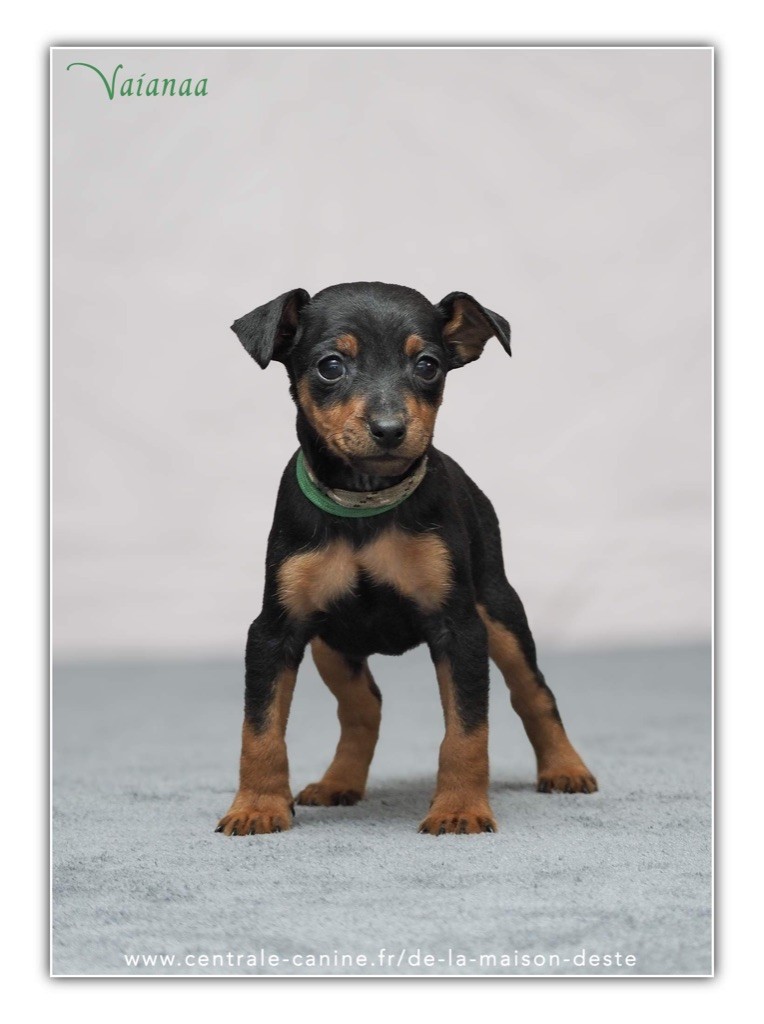 De la Maison d'Este - Chiot disponible  - Pinscher nain