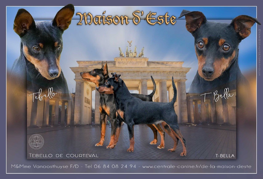 chiot Pinscher nain De la Maison d'Este