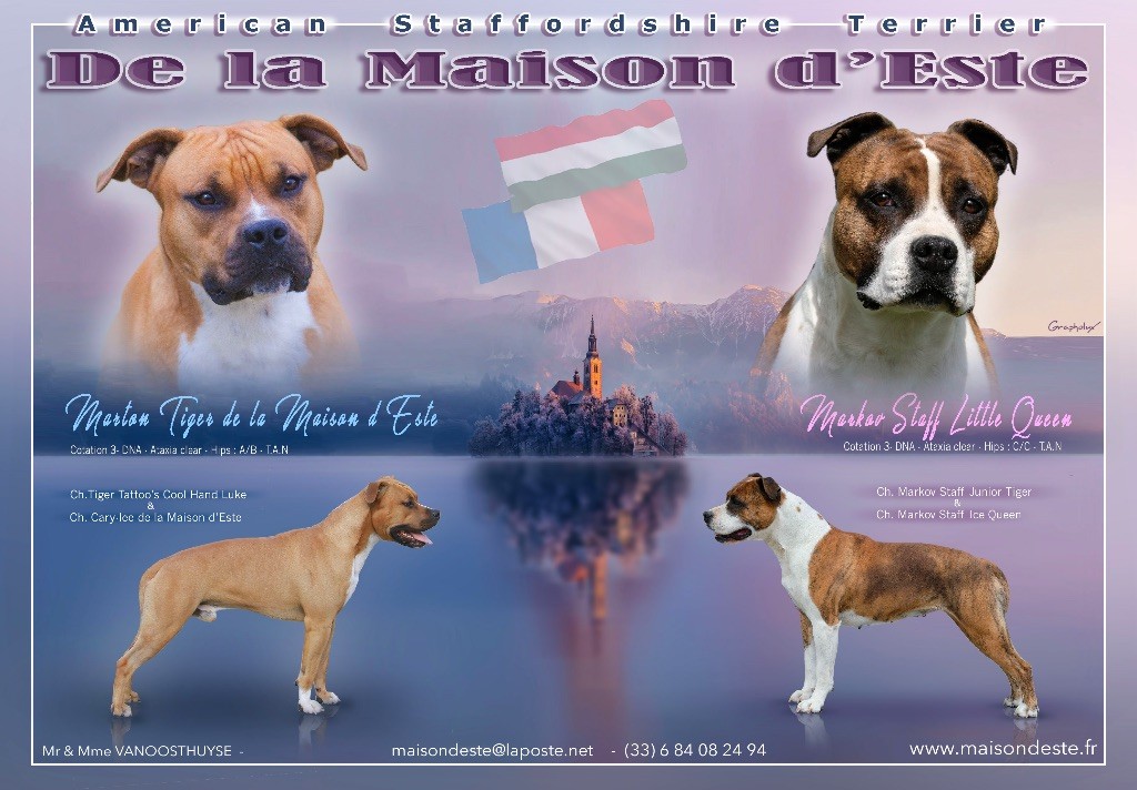 chiot American Staffordshire Terrier De la Maison d'Este