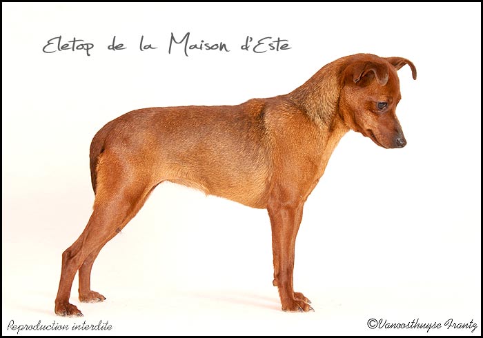 Eletop De la Maison d'Este