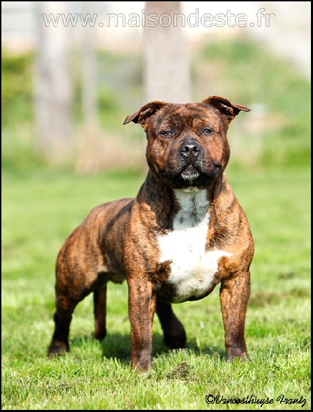 El  rojo de la casa De la Maison d'Este