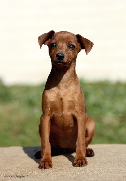 Gate De la Maison d'Este