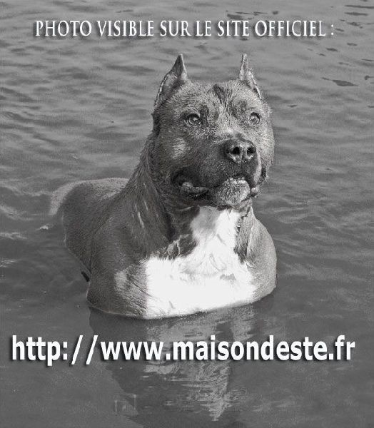 C'sheitan De la Maison d'Este