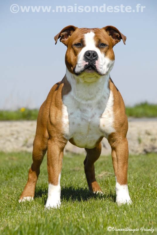 Aytor De la Maison d'Este