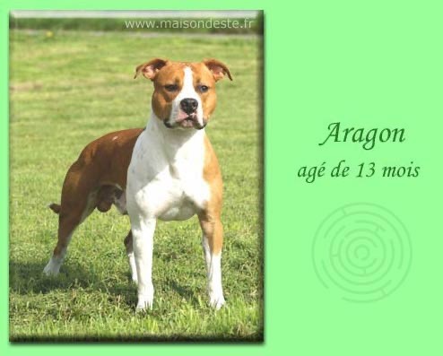 Aragon De la Maison d'Este