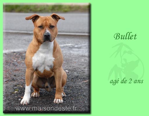 Bulleet De la Maison d'Este