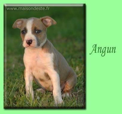 Angun De la Maison d'Este