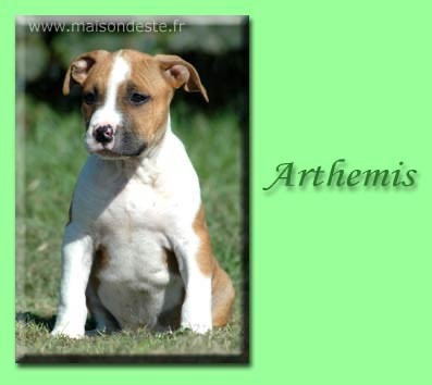 Artemis De la Maison d'Este