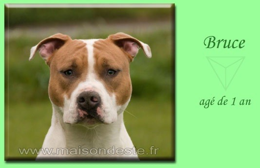 Bruce De la Maison d'Este