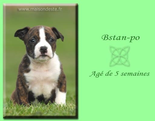 B'stan-po De la Maison d'Este