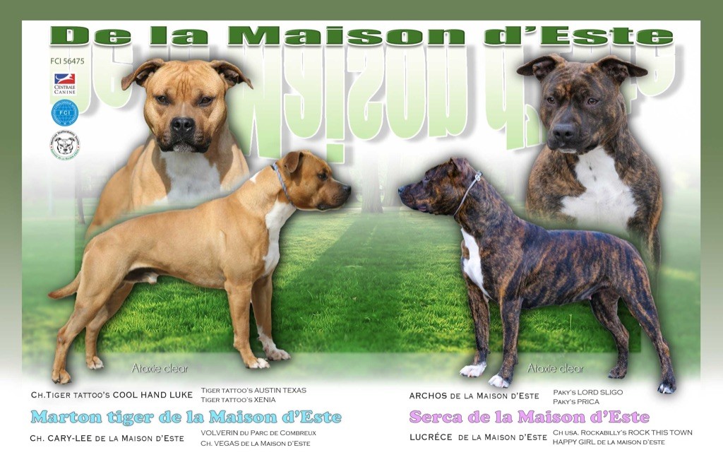 Remix canin : Marton & Serca, le retour ! 