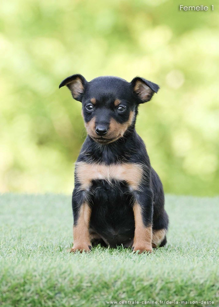 2éme Shooting chiots: Pyrite dlmde & J dlmde