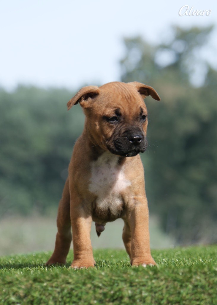 De la Maison d'Este - Chiots disponibles - American Staffordshire Terrier